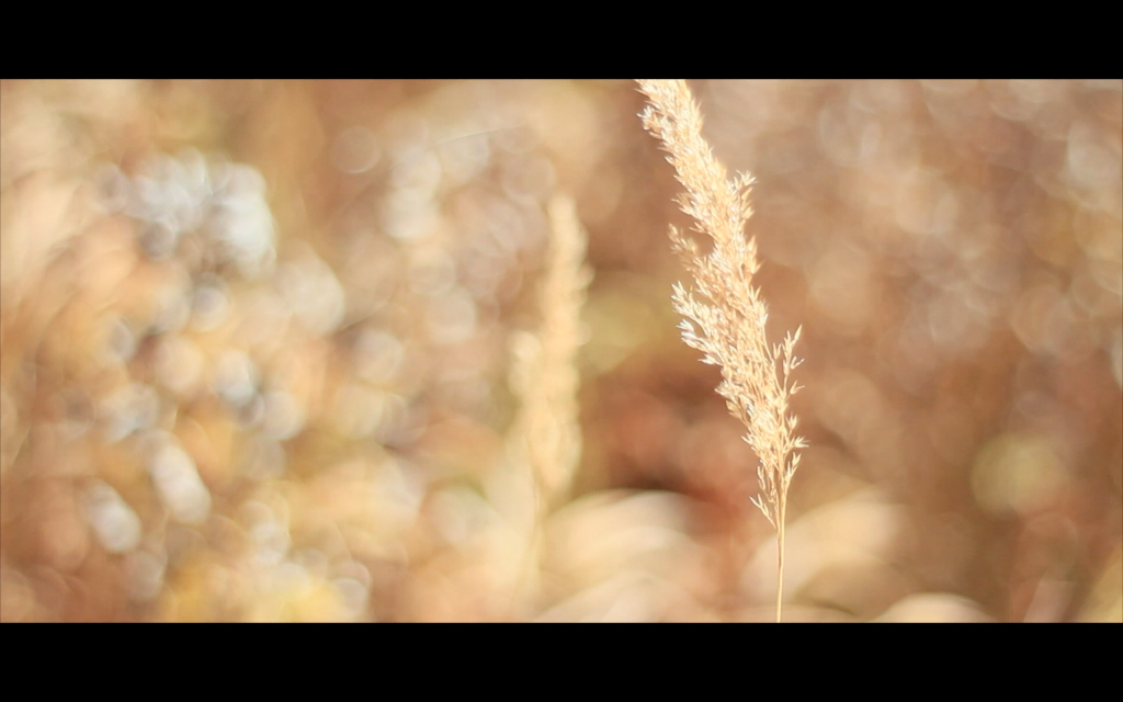 スクリーンショット 2015-08-10 10.51.38